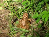 Frog 1