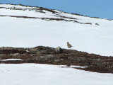 Bird 1