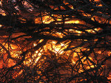 Bonfire 5