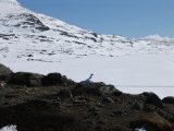 Bird 2
