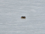 Lemming 1