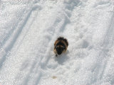 Lemming 2