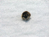 Lemming 3
