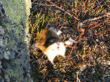 Lemming 4