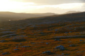 Evening 9