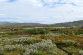 Fjelds 4