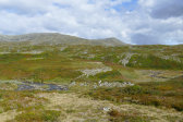 Fjelds 9