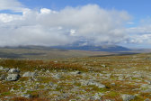 Fjelds 5