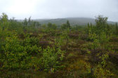 Fjelds 1