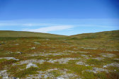 Fjelds 5