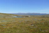 Fjelds 9