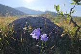 Flowers 1