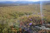 Flowers 2