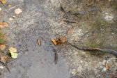 Frog 1