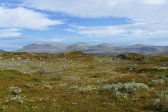 Hills 1