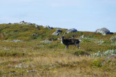 Reindeer 1
