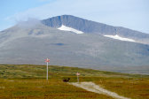 Reindeer 2