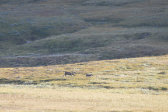 Reindeer 5