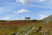 Reindeer 8