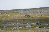 Reindeer 9