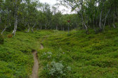Trail 6