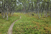 Trail 7