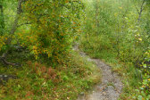 Trail 5