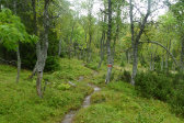 Trail 6