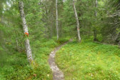 Trail 7