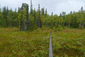Trail 8