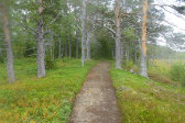 Trail 11