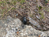 Beetle 1