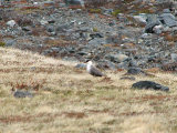 Bird 1