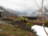 Buds 2
