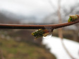 Buds 3