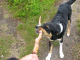 Dog 1
