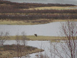 Elk 1