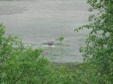 Elk 4