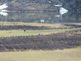 Elks 1
