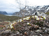 Flowers 1