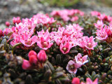 Flowers 2