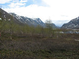 Forest 1