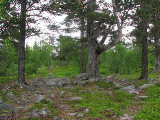 Forest 4