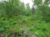 Forest 5