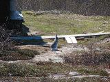 Hare 1