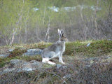 Hare 2