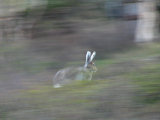 Hare 3