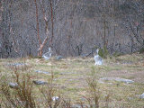 Hares 1