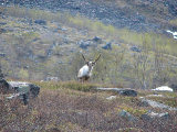 Reindeer 1