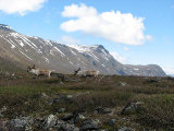 Reindeer 2